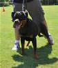 Rottweiler Youth 12-18 months: 0213 Barry Vom Carrabba Haus V1
