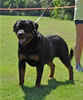 Rottweiler Youth 12-18 months: 0219 Deebo Von Der Kuhlen Kante G