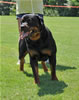 Rottweiler Youth 12-18 months: 0221 Deebo Von Der Kuhlen Kante G