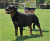 Rottweiler Youth 12-18 months: 0224 Deebo Von Der Kuhlen Kante G