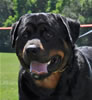 Rottweiler Youth 12-18 months: 0229 Deebo Von Der Kuhlen Kante G