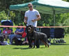 Rottweiler Youth 12-18 months: 0238 York Vom Schwaiger Rathaus V2