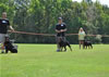 Rottweiler Youth 12-18 months: 0239