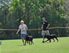 Rottweiler Youth 12-18 months: 0242