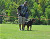Rottweiler Youth 12-18 months: 0249