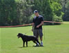 Rottweiler Youth 12-18 months: 0257 Barry Vom Carrabba Haus V1