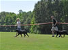 Rottweiler Youth 12-18 months: DSC 0245