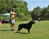 Rottweiler Youth 18-24 months: 0307 Kooper Vom Schwarzen Eis V1