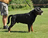 Rottweiler Youth 18-24 months: 0309 Kooper Vom Schwarzen Eis V1