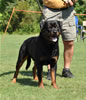 Rottweiler Youth 18-24 months: 0310 Kooper Vom Schwarzen Eis V1