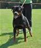 Rottweiler Youth 18-24 months: 0315 Redwood Krests Bodi SG