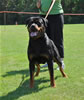 Rottweiler Youth 18-24 months: 0316 Redwood Krests Bodi SG