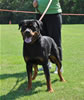 Rottweiler Youth 18-24 months: 0317 Redwood Krests Bodi SG