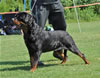 Rottweiler Youth 18-24 months: 0321 Tore Earl Antonius SG4