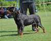 Rottweiler Youth 18-24 months: 0322 Tore Earl Antonius SG4