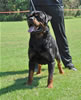 Rottweiler Youth 18-24 months: 0323 Tore Earl Antonius SG4