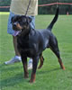 Rottweiler Youth 18-24 months: 0327 Astire Vom Hause Hudson V2