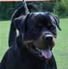 Rottweiler Youth 18-24 months: 0329 Astire Vom Hause Hudson V2
