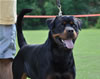 Rottweiler Youth 18-24 months: 0330 Astire Vom Hause Hudson V2