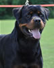Rottweiler Youth 18-24 months: 0330 Astire Vom Hause Hudson V2a
