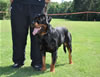 Rottweiler Youth 18-24 months: 0332 Axis Vom Hause Hudson V3