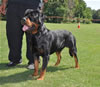 Rottweiler Youth 18-24 months: 0334 Axis Vom Hause Hudson V3