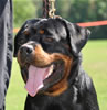 Rottweiler Youth 18-24 months: 0336 Axis Vom Hause Hudson V3