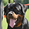 Rottweiler Youth 18-24 months: 0337 Axis Vom Hause Hudson V3