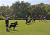 Rottweiler Youth 18-24 months: 0338