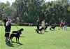 Rottweiler Youth 18-24 months: 0339
