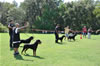 Rottweiler Youth 18-24 months: 0340
