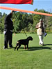 Rottweiler Puppies 4-6 mth: 0011 Foundations Donovan V Jamroc P2