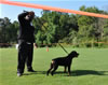 Rottweiler Puppies 4-6 mth: 0012 Foundations Donovan V Jamroc P2