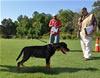 Rottweiler Puppies 4-6 mth: 0020 X Nemo Vom Blaurasen VP1 Best Male Puppy