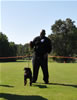 Rottweiler Puppies 4-6 mth: 0026 Foundations Donovan V Jamroc P2