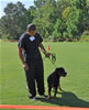 Rottweiler Puppies 6-9 mths: 0055 Enoch Vom Carrabba Haus VP2