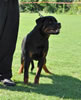 Rottweiler Puppies 6-9 mths: 0056 Enoch Vom Carrabba Haus VP2