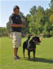 Rottweiler Puppies 6-9 mths: 0058 Drybrukes Bold Ruler VP1