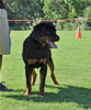 Rottweiler Puppies 6-9 mths: 0061 Drybrukes Bold Ruler VP1