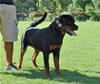 Rottweiler Puppies 6-9 mths: 0062 Drybrukes Bold Ruler VP1