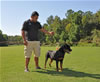 Rottweiler Puppies 6-9 mths: 0064 Drybrukes Bold Ruler VP1