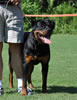 Rottweiler Puppies 9-12 mths: 0080 Lonecreeks Kronos P