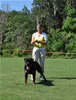 Rottweiler Puppies 9-12 mths: 0084 Dexter Von Konigliche VP1
