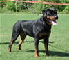 Rottweiler Puppies 9-12 mths: 0090 Danjo Von Konigliche VP4
