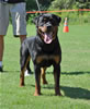 Rottweiler Puppies 9-12 mths: 0092 Danjo Von Konigliche VP4
