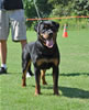 Rottweiler Puppies 9-12 mths: 0093 Danjo Von Konigliche VP4