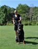 Rottweiler Puppies 9-12 mths: 0097 Vondiggles Extreme P