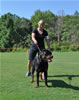 Rottweiler Puppies 9-12 mths: 0098 Vondiggles Extreme P