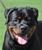 Rottweiler Puppies 9-12 mths: 0103 Vondiggles Extreme P
