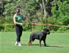 Rottweiler Puppies 9-12 mths: 0106 Doc Von Konigliche VP3